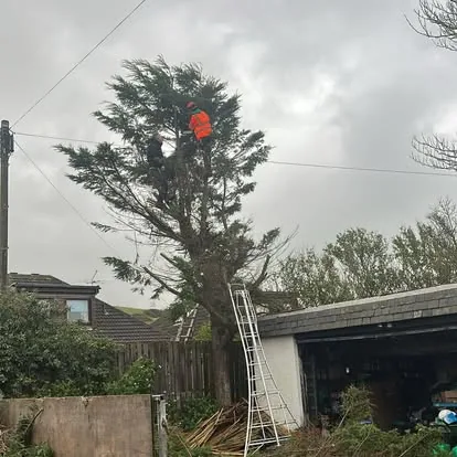 Stewart Landscapes carrying out tree work